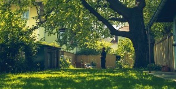 1759389408_Baumbestand-Nachbarn-1