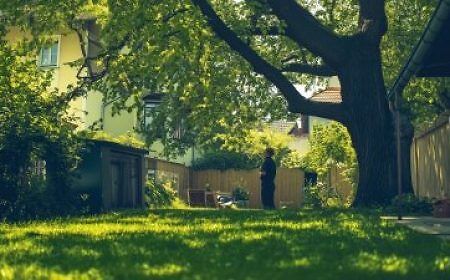 1759389408_Baumbestand-Nachbarn-2